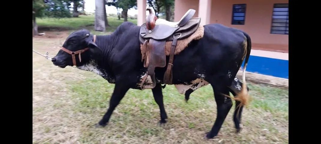 Boi Manso de Sela, 340 reais a arroba para pesar.