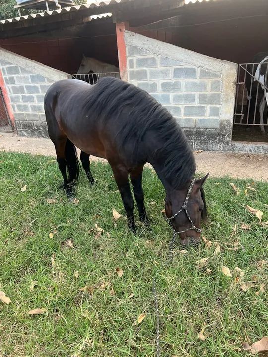 Vendo cavalo mangalarga  - Foto 3