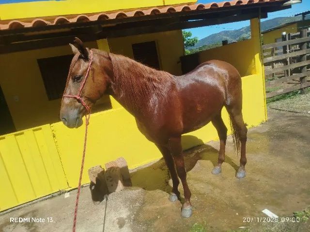 Cavalo
