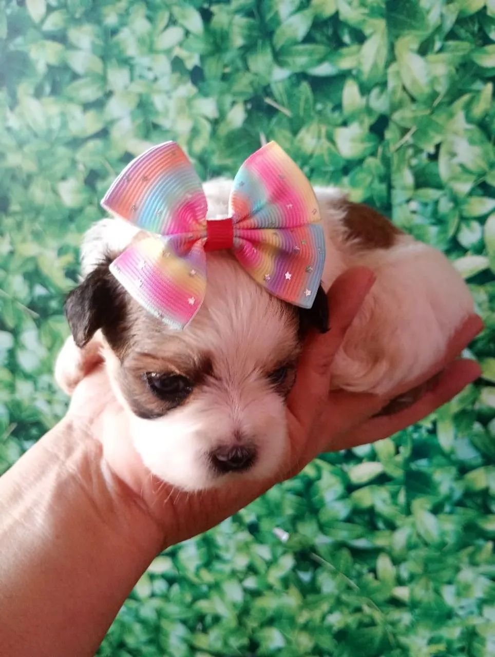 Shipoo fêmea  - Foto 4