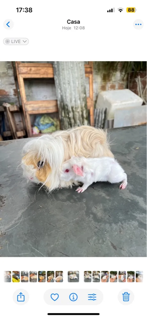 Porquinho da índia peruano