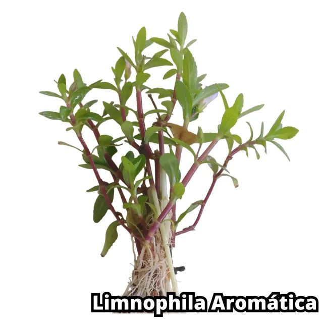 Kit 9 Plantas Naturais Lowtech Aquario 45 Ramos  + Brindes Ludwigia Rotala Bacopa Amania V - Foto 4