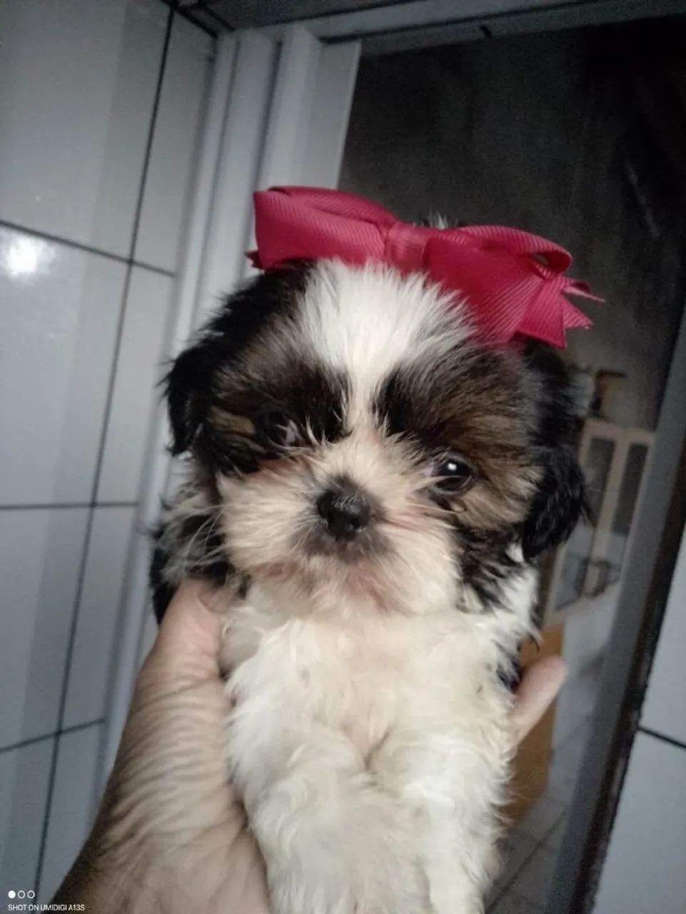 Filhote Shih Tzu, Os filhotinhos mais fofos e brincalhões esperam por você!
