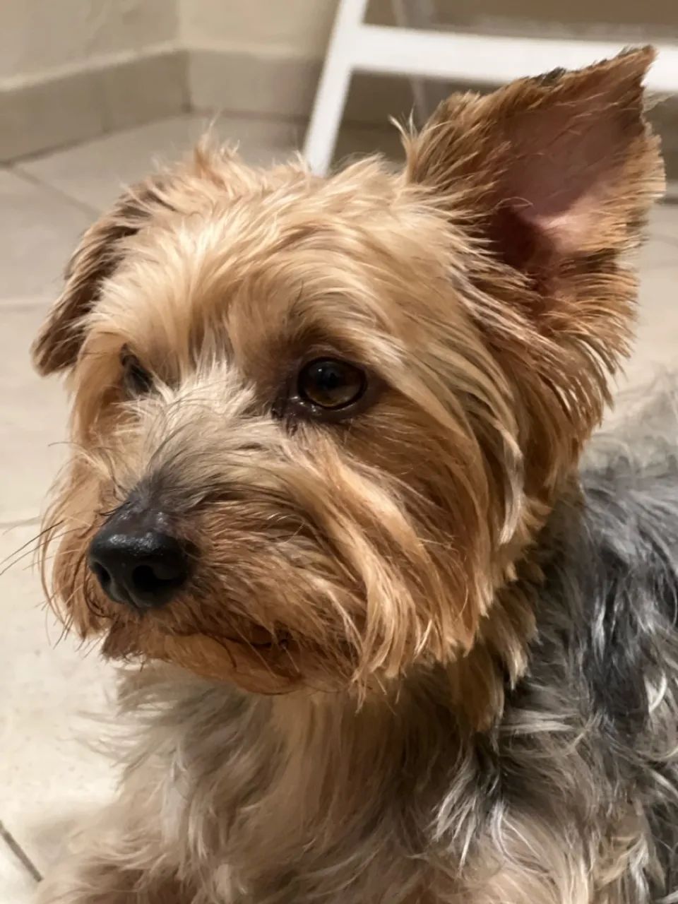 Yorkshire Terrier macho busca fêmea 