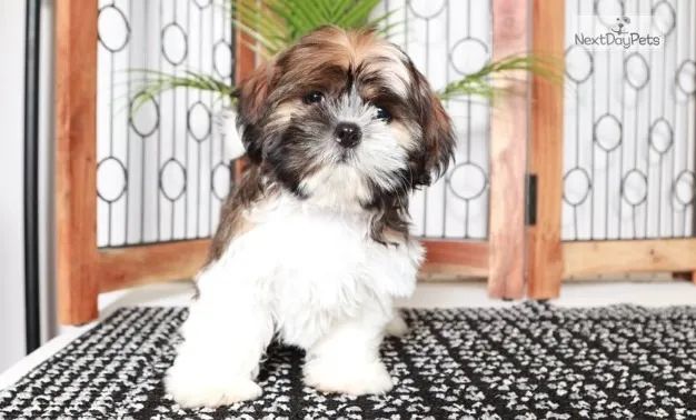 Shih-Tzu Pequeno Fêmea Tricolor Filhote Carinhoso e Sociável