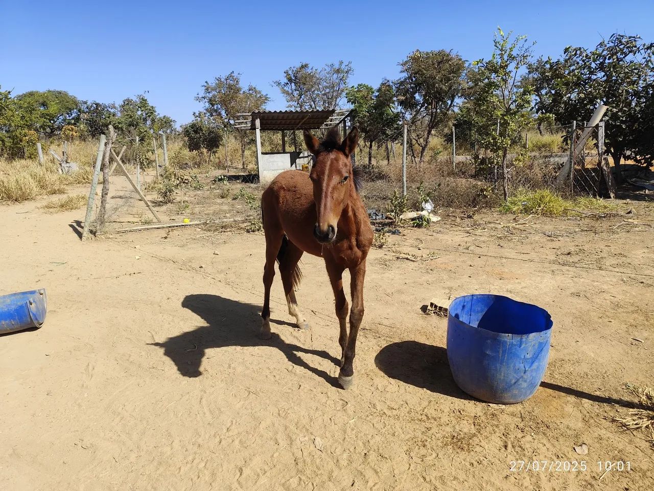 Um potrinho e uma potrinha. - Foto 3
