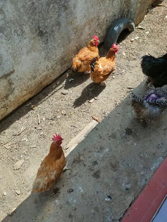 Galinhas e galos para venda - Foto 3