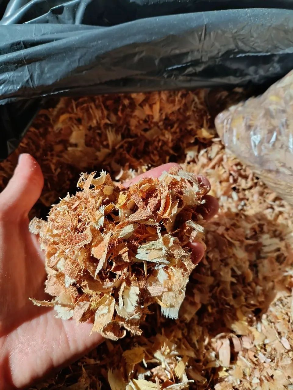 SERRAGEM para aves e roedores  - Foto 2