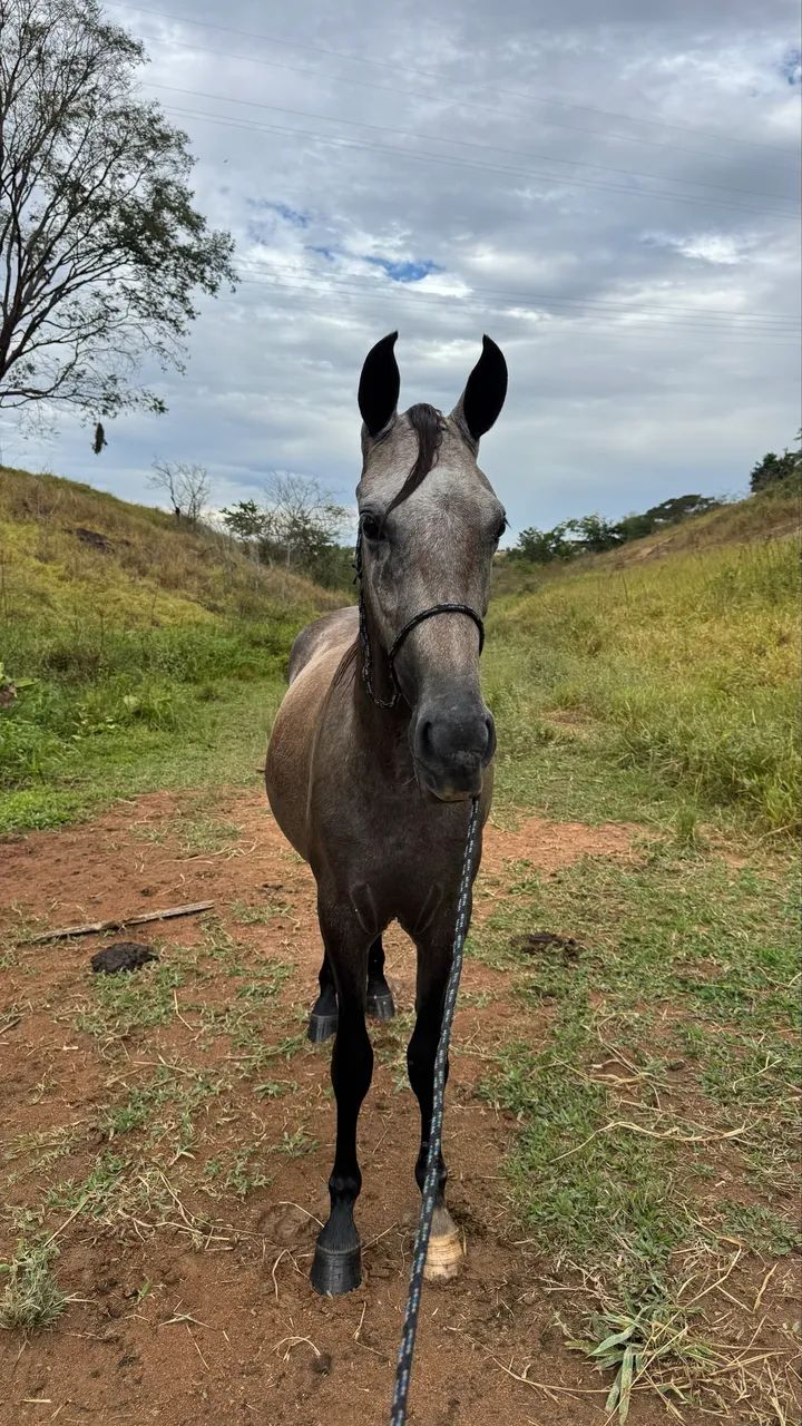 Potro/cavalo - Foto 2