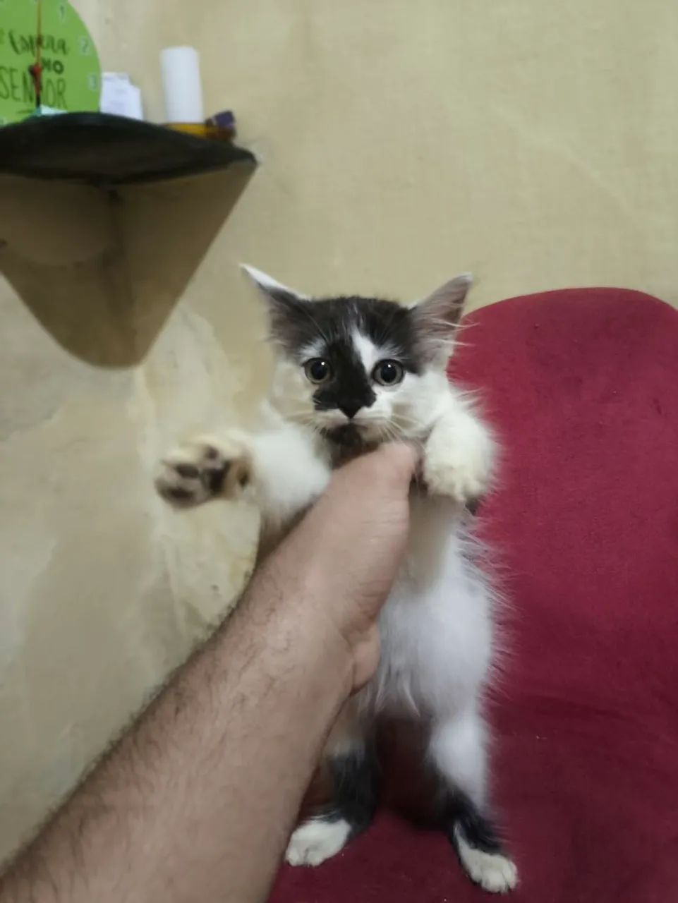 ADOÇÃO DE GATA - Foto 3