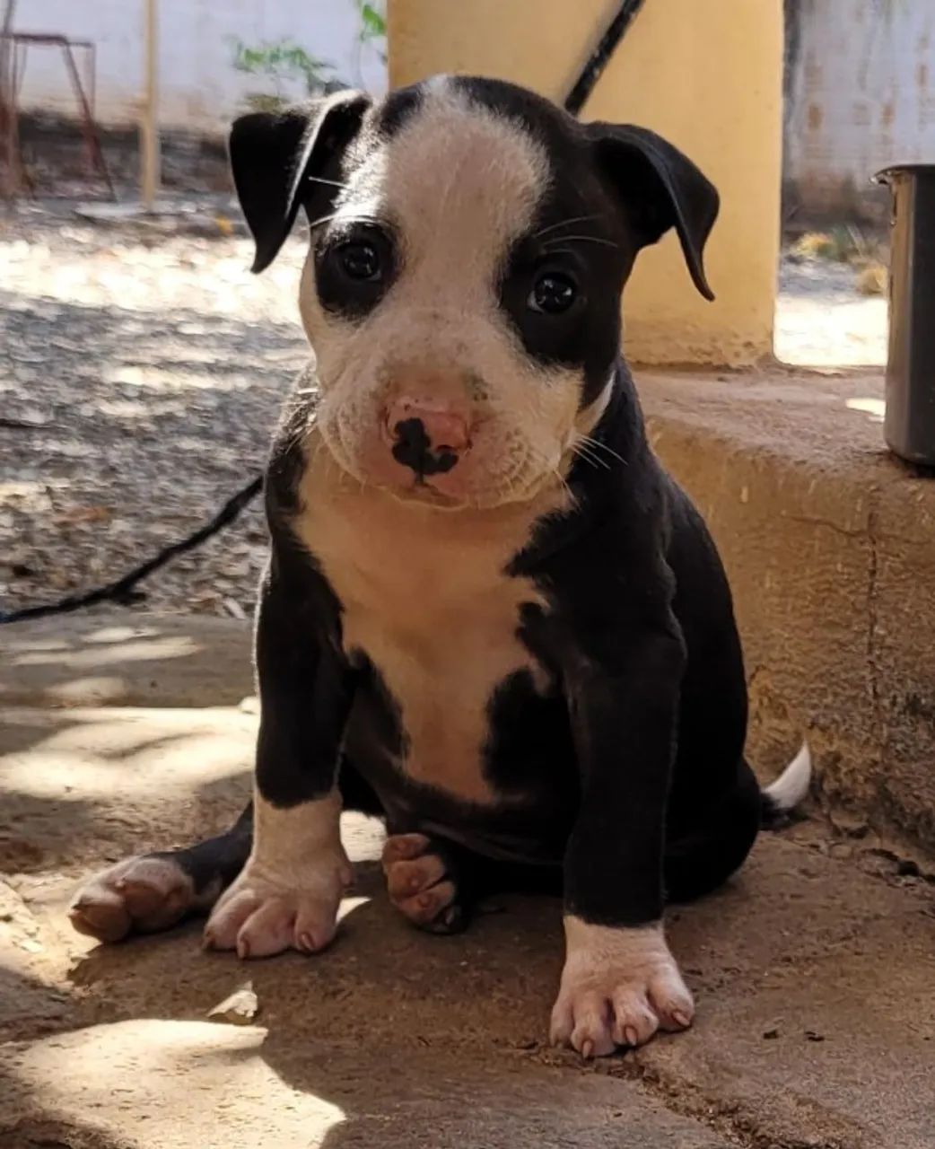 Animais de estimação 