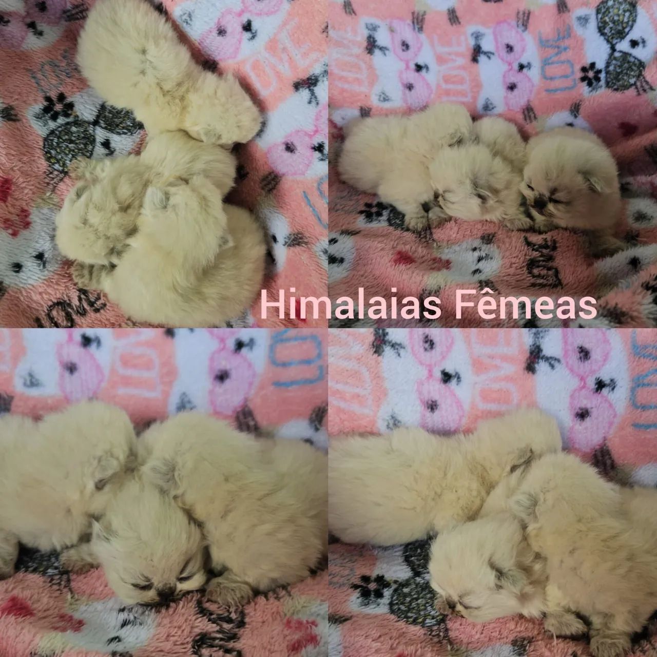 Persas, Exóticos e Himalaios Filhotes - Gatil BSB Cat - Foto 4