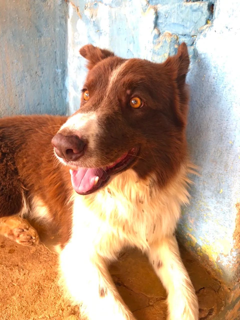CACHORRO DESAPARECIDO  - Foto 3