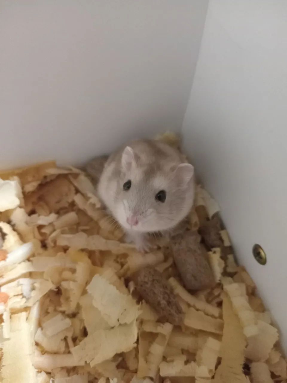 Hamster Anão Russo  - Foto 3
