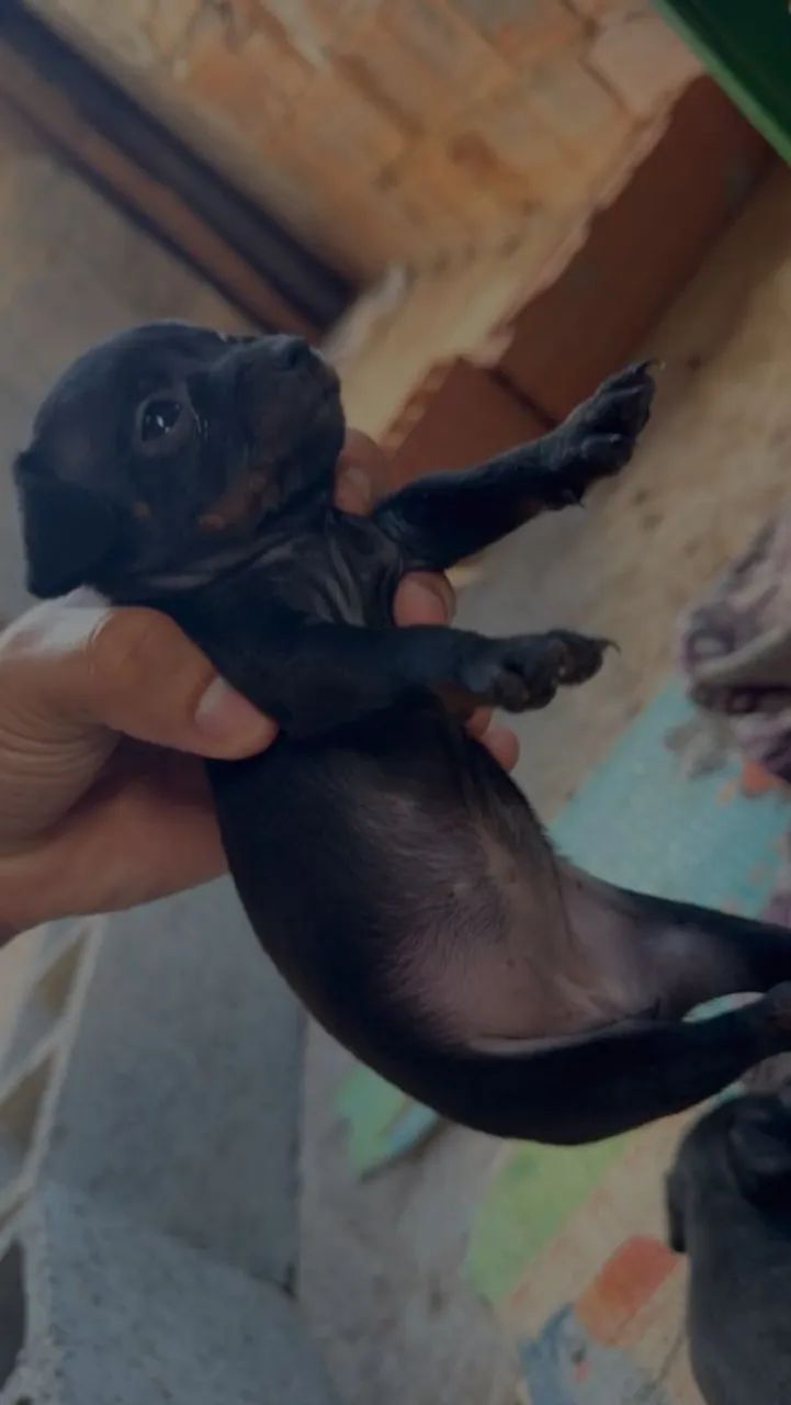 Cachorro 