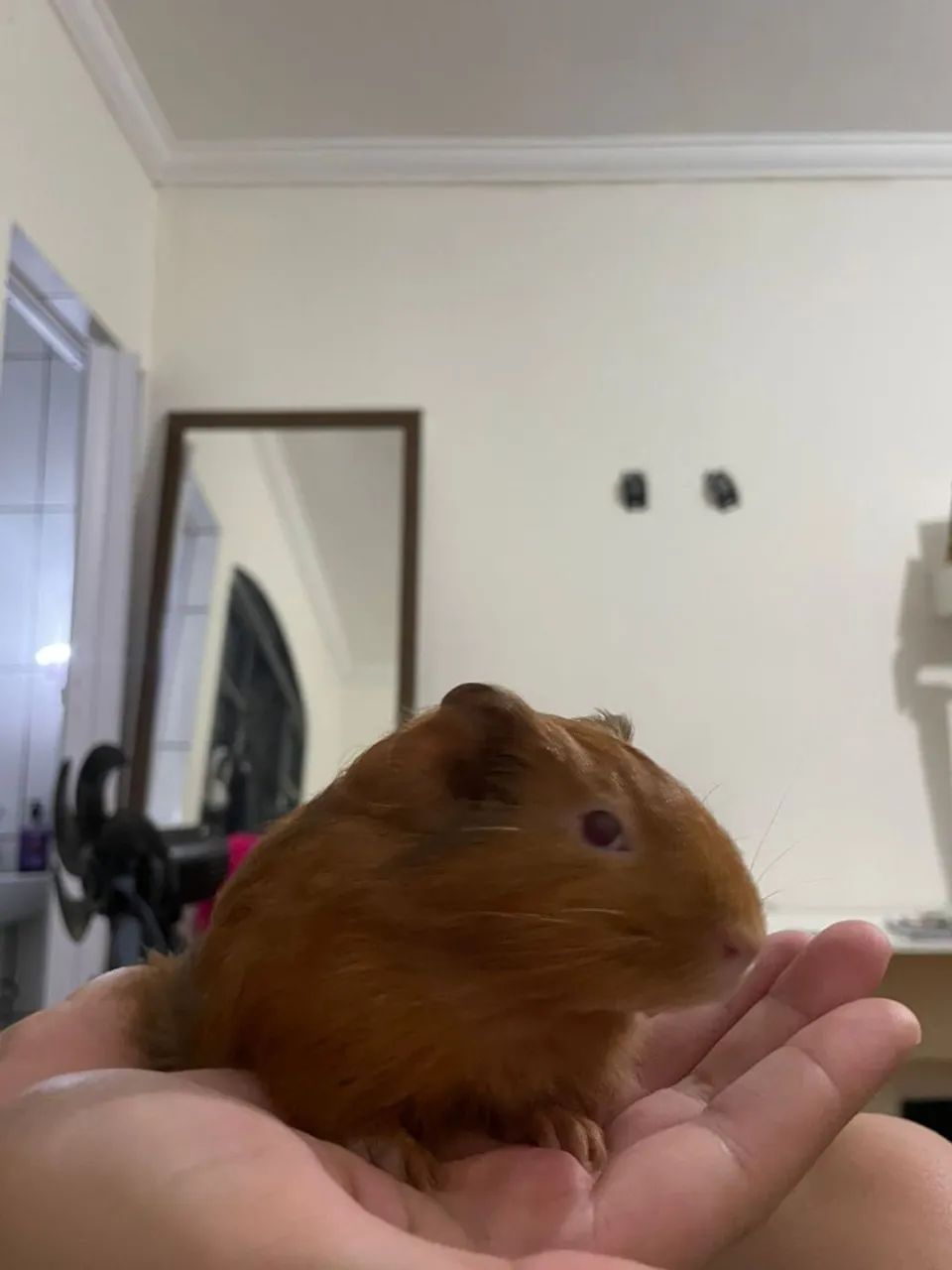 Porquinho da India (3 Fêmeas) - Foto 3