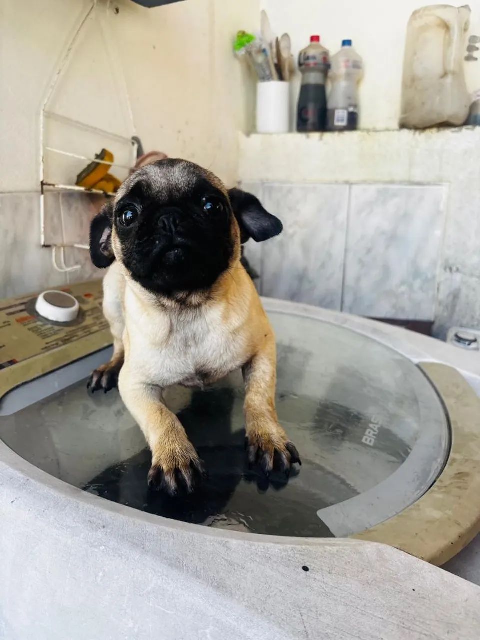 Filhotes de Pug - Foto 4
