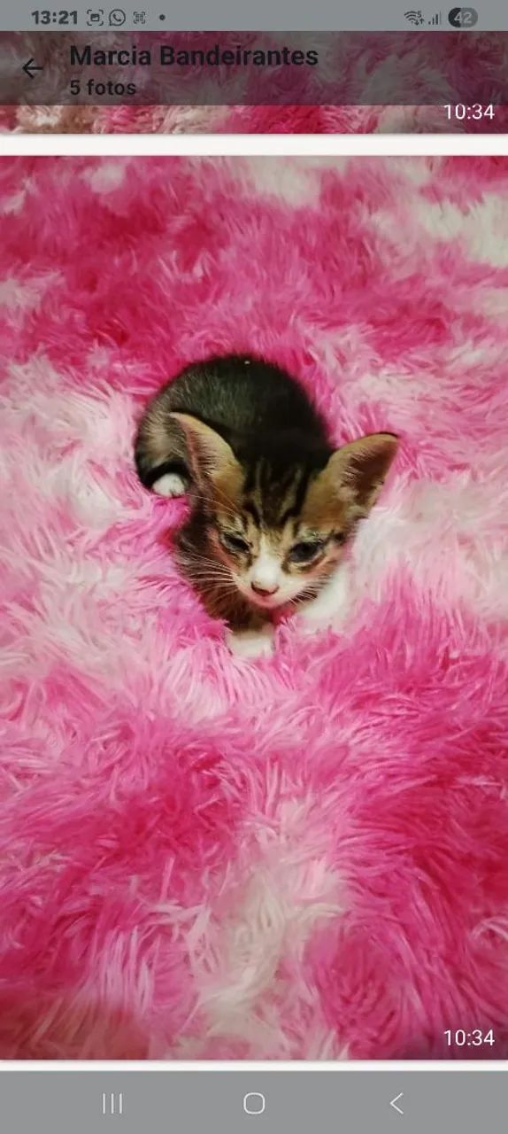  lindos gatinhos para adoção 