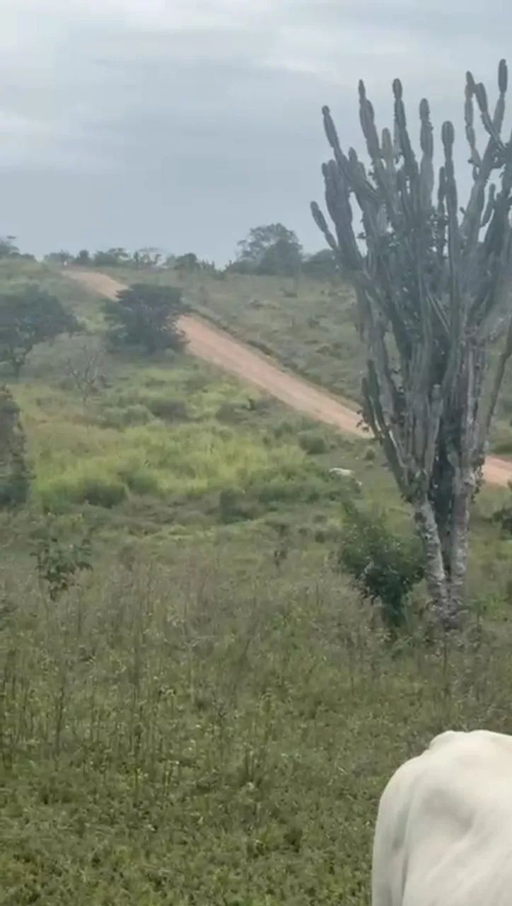 VENDO 70 tarefas de terra há 16KM  de feira de Santana  BA! - Foto 4