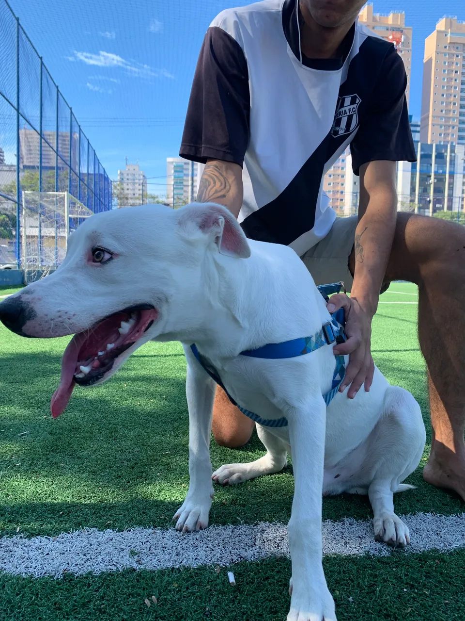 Doação de cachorro  - Foto 4