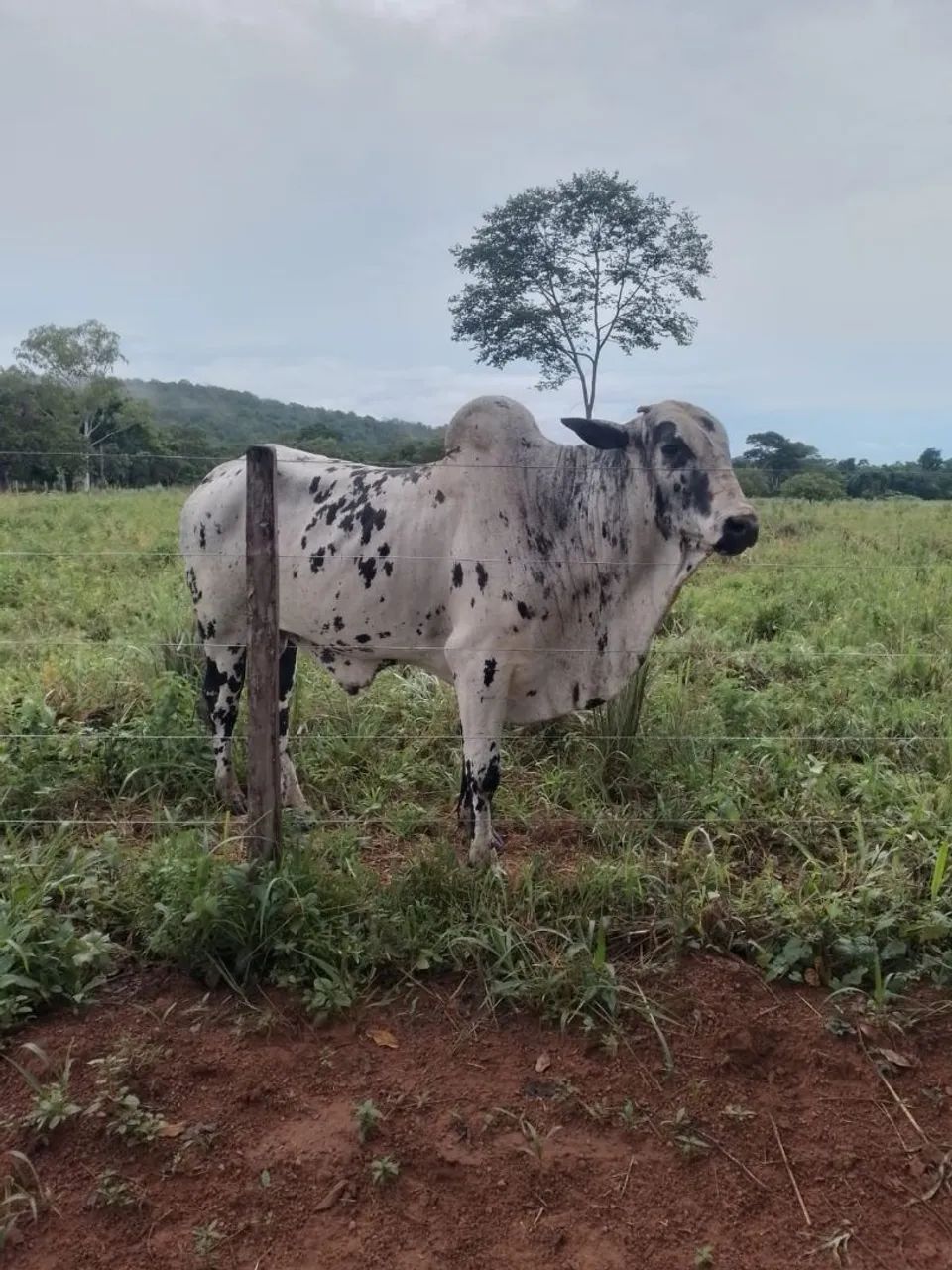 Vende-se boi Nelore pintado de 4 anos - Foto 3