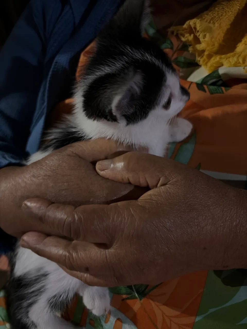Doação gata 