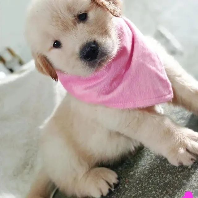 Golden Retrivier 