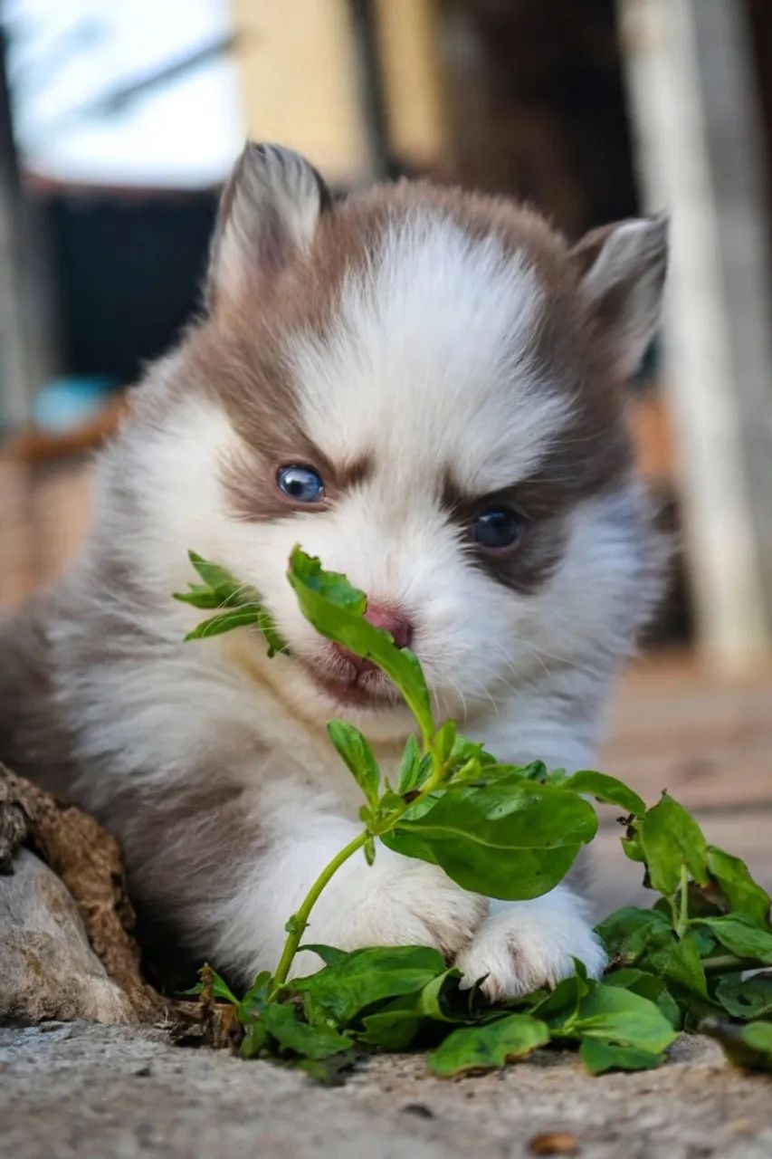 Pomsky F2  - Foto 2