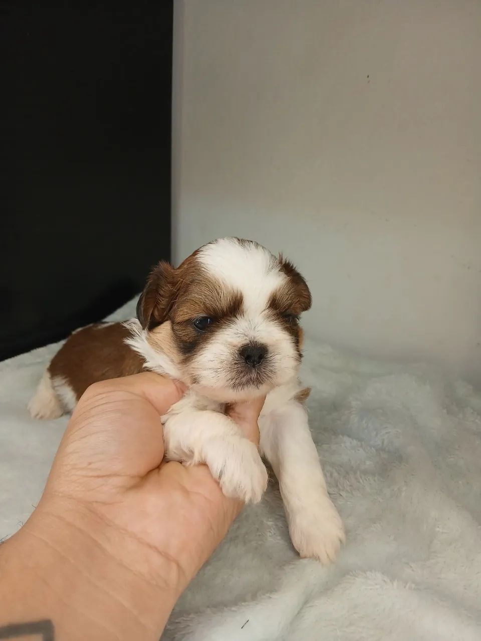 Filhote de shihtzu macho para reserva  - Foto 6