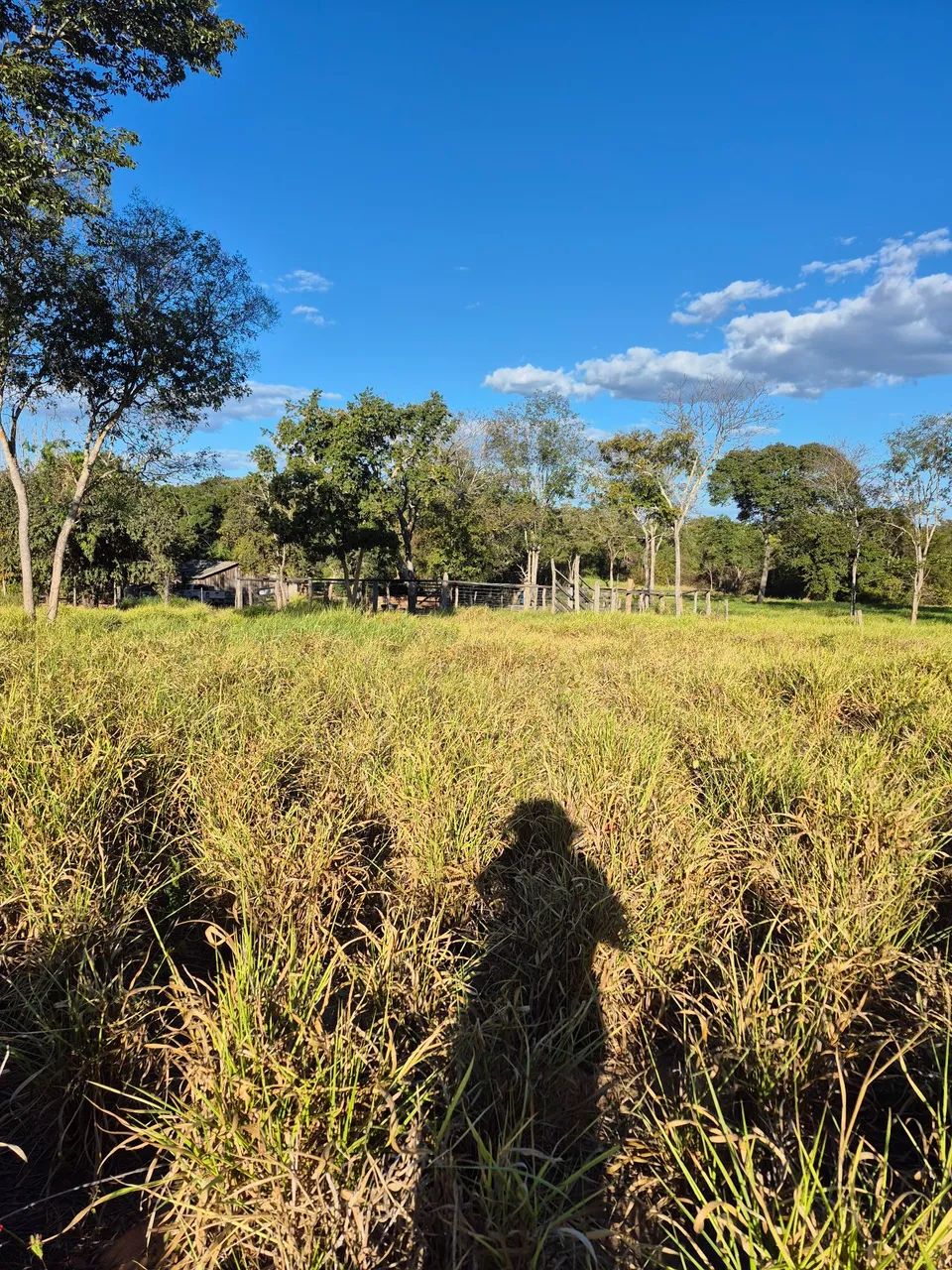 Fazenda beira do Rio Palmas Paranã to 5 alqueires - Foto 5