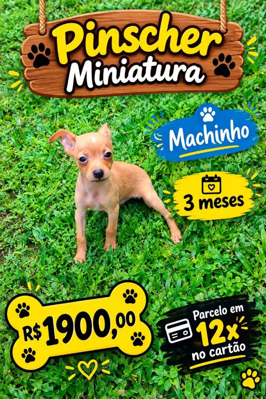 PINSCHER MINIATURA  - Foto 3