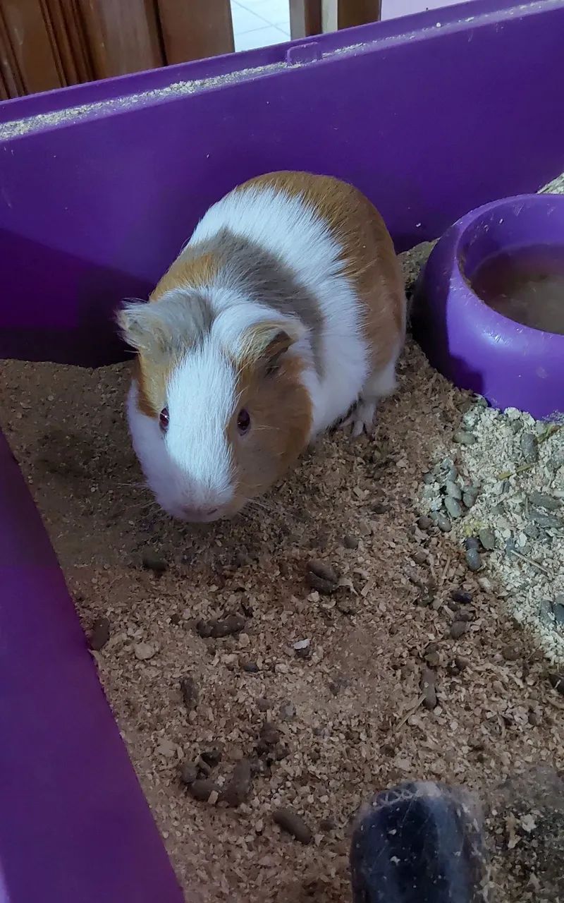 DOAÇÃO DE PORQUINHO DA ÍNDIA 