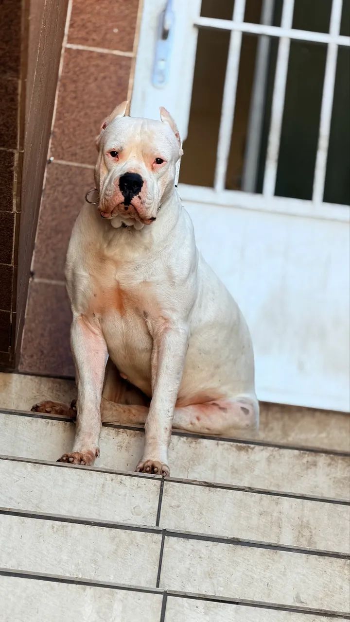 Lindos Fihotes Dogo Argentino