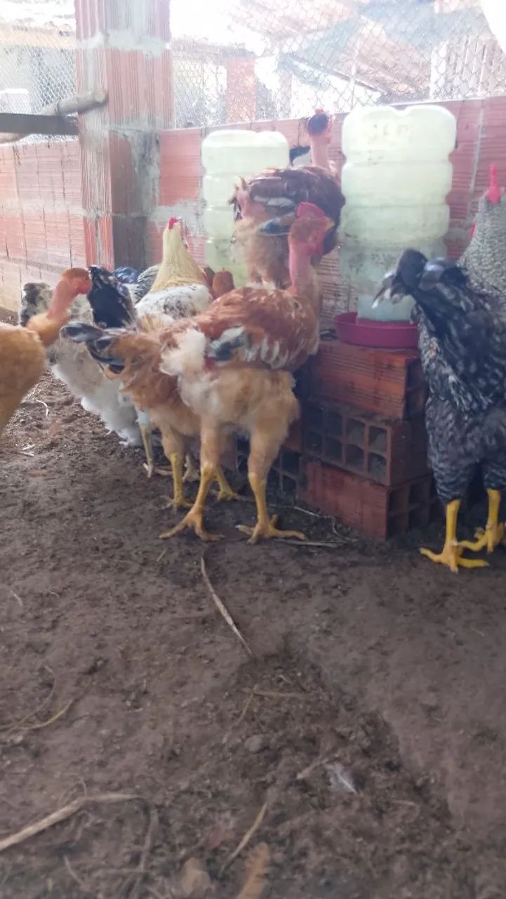 GALINHAS 