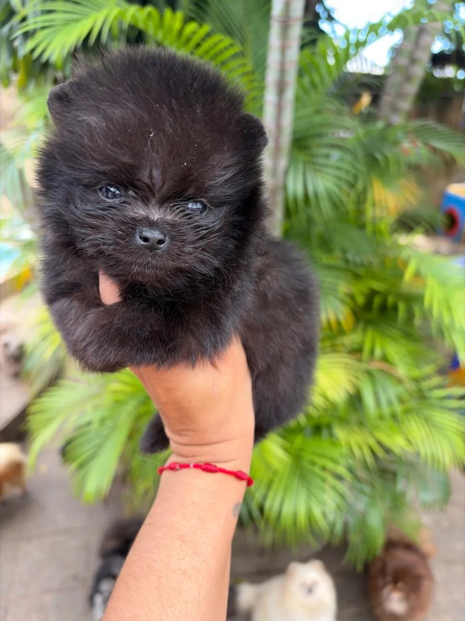 Spitz alemão - Foto 2