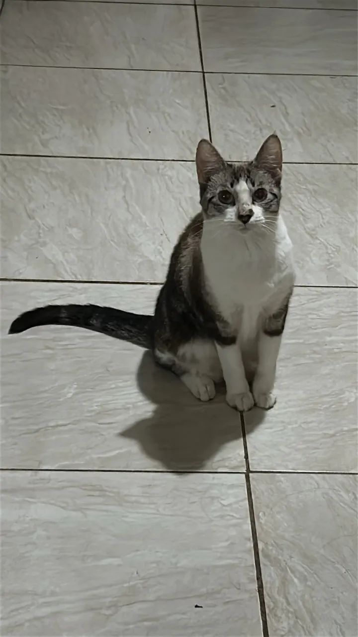Doação de gatinhas adultas. - Foto 2