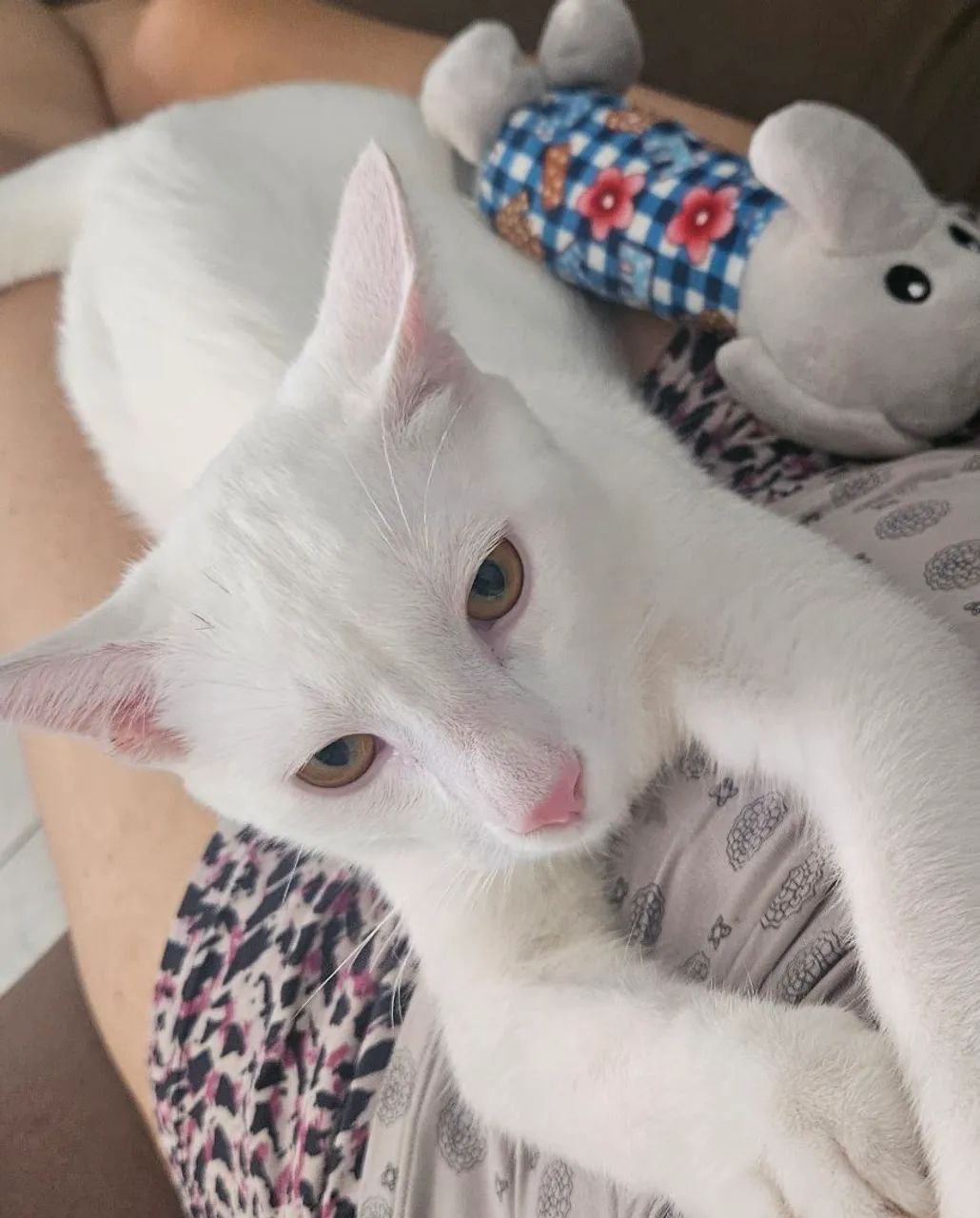 Gatinho Doação - Foto 2
