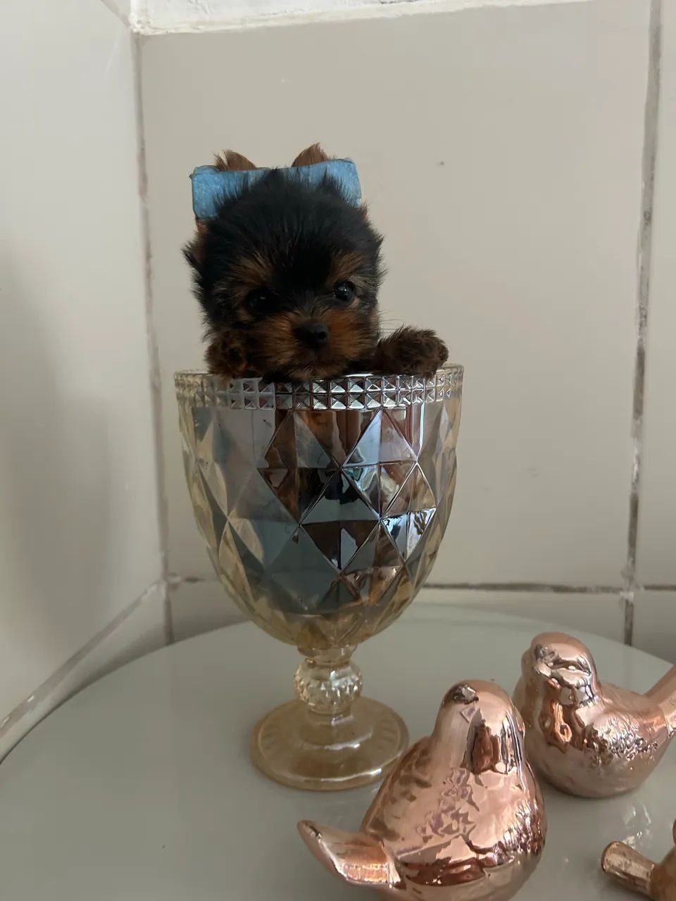 YORKISHARE  - Foto 4