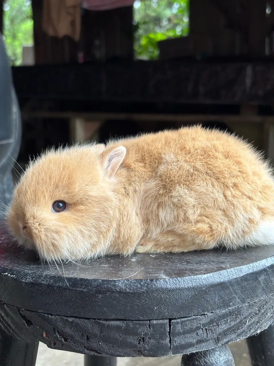 Mini coelhinho - Foto 2