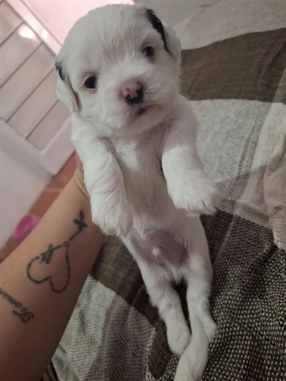 Shih tzu