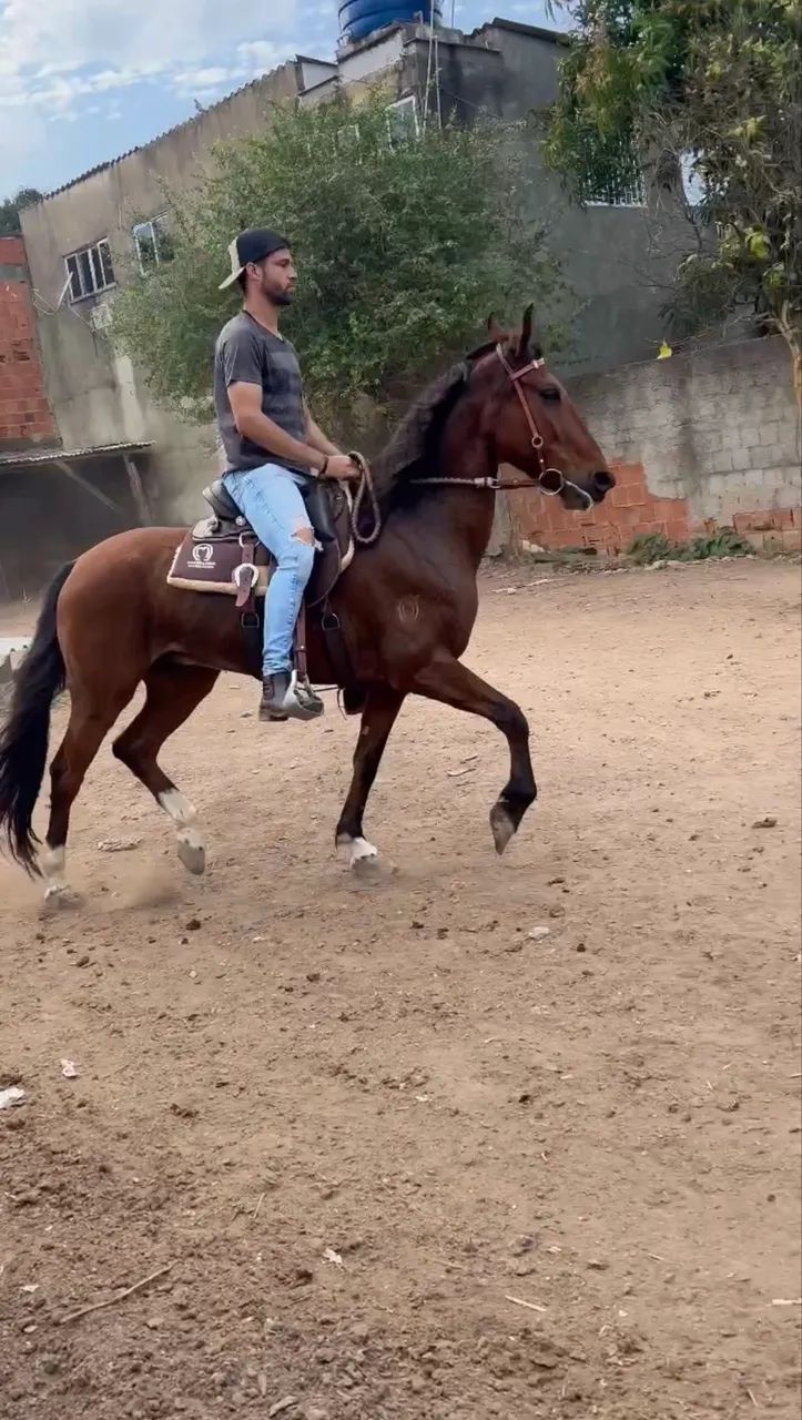 Cavalo mangalarga marchador  - Foto 3