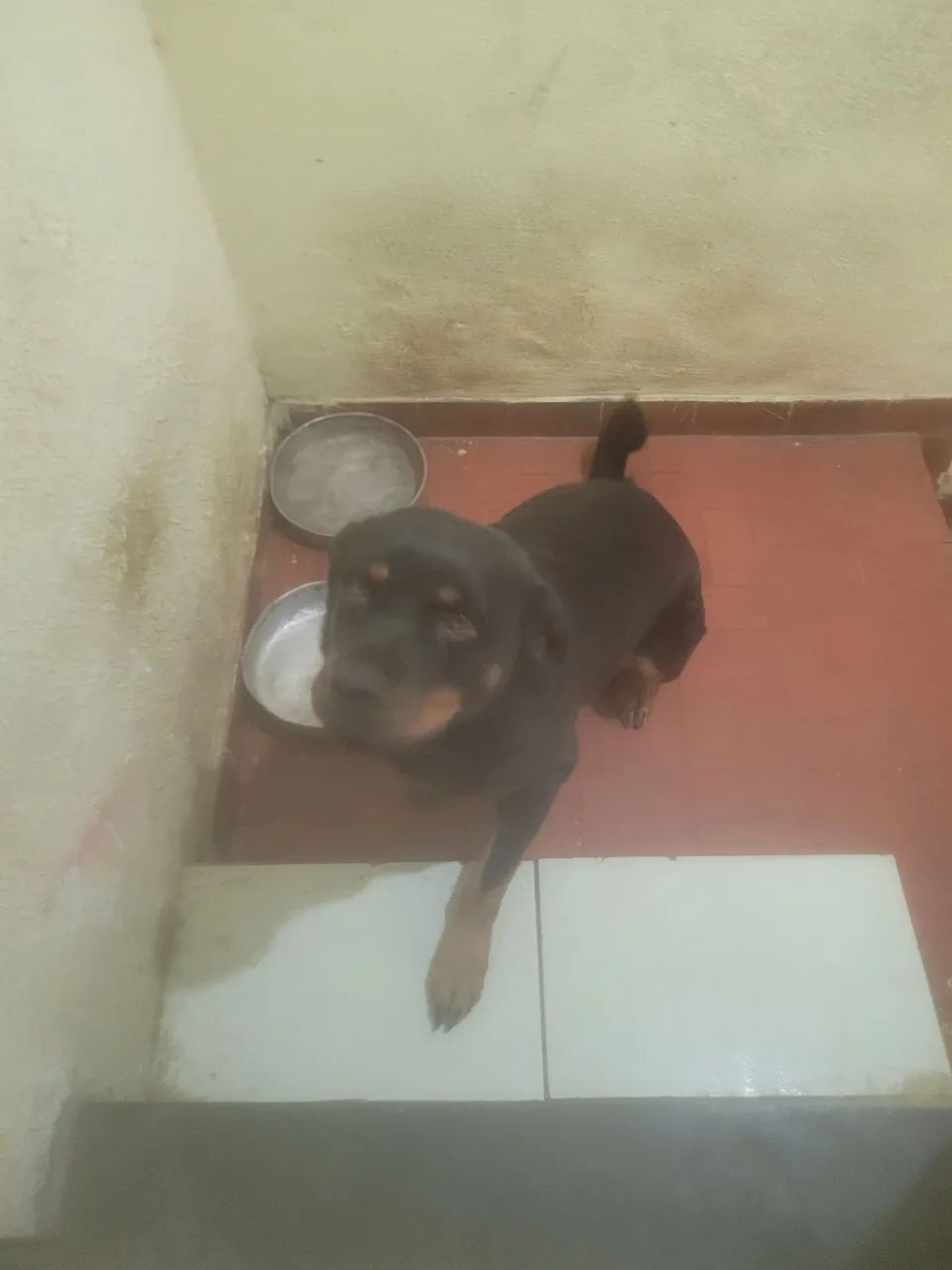 ROTTWEILER PARA DOAÇÃO - Foto 3