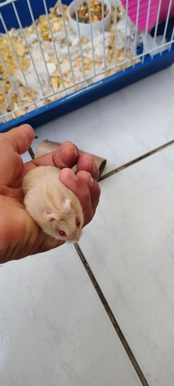 Filhote de hamster  - Foto 5