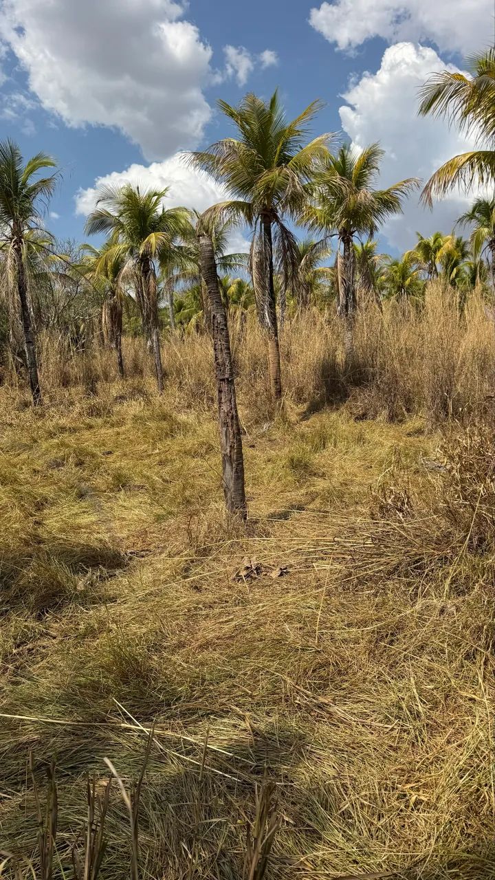 2 Alqueires em Goiás velho, terra boa  - Foto 4