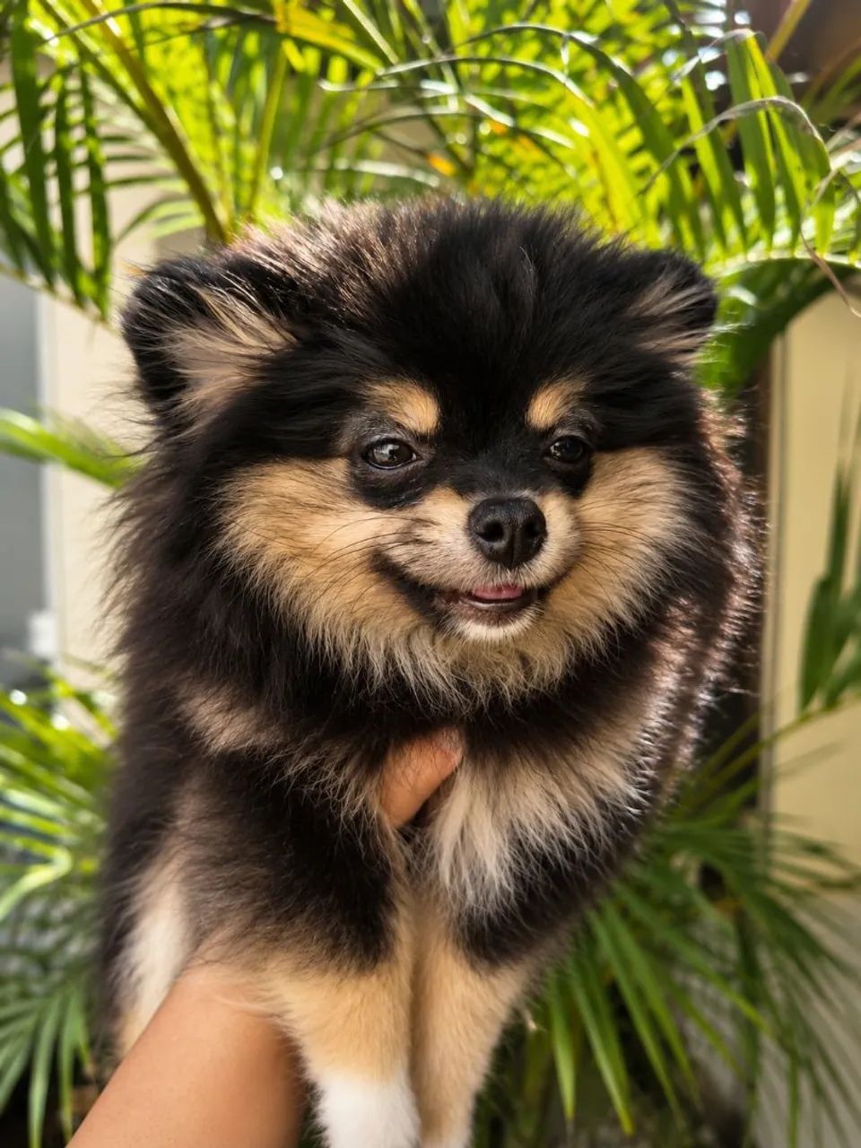Spitz alemão  - Foto 3