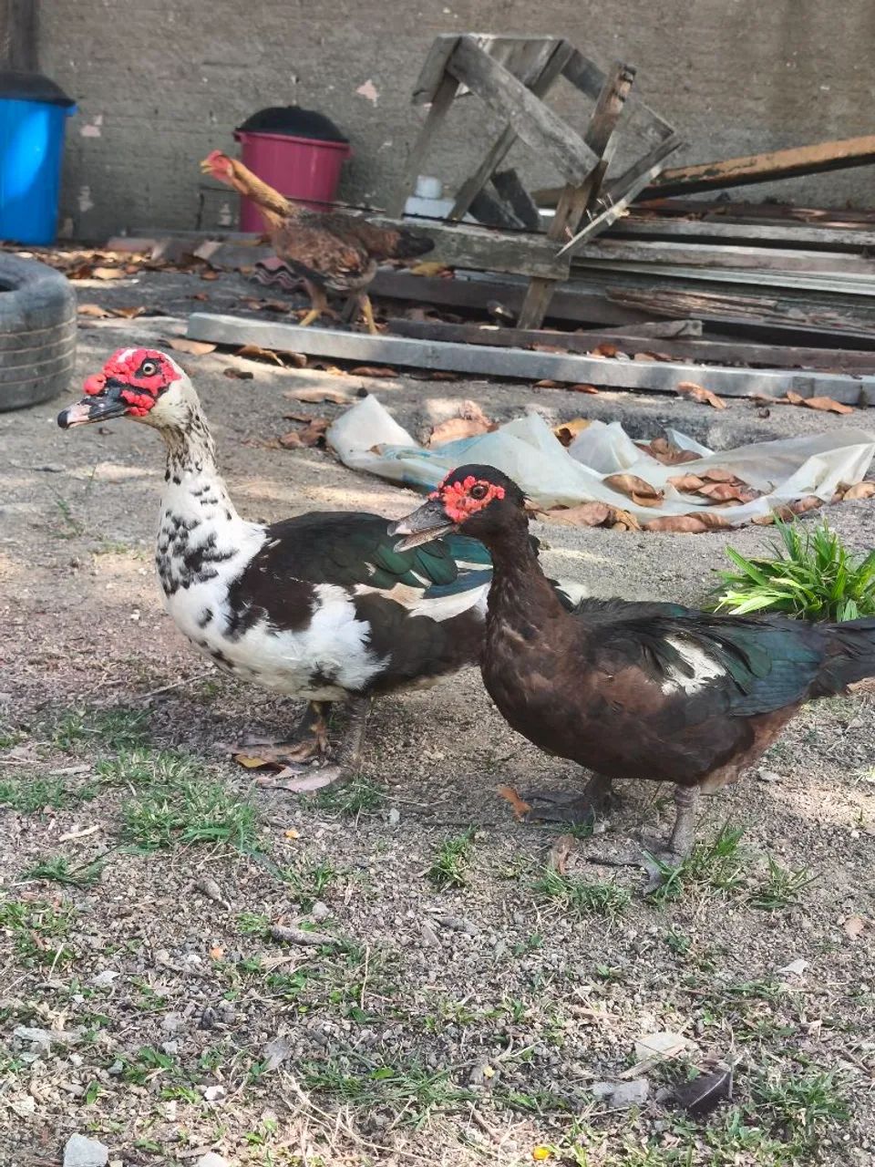 Patos e galinha - Foto 3