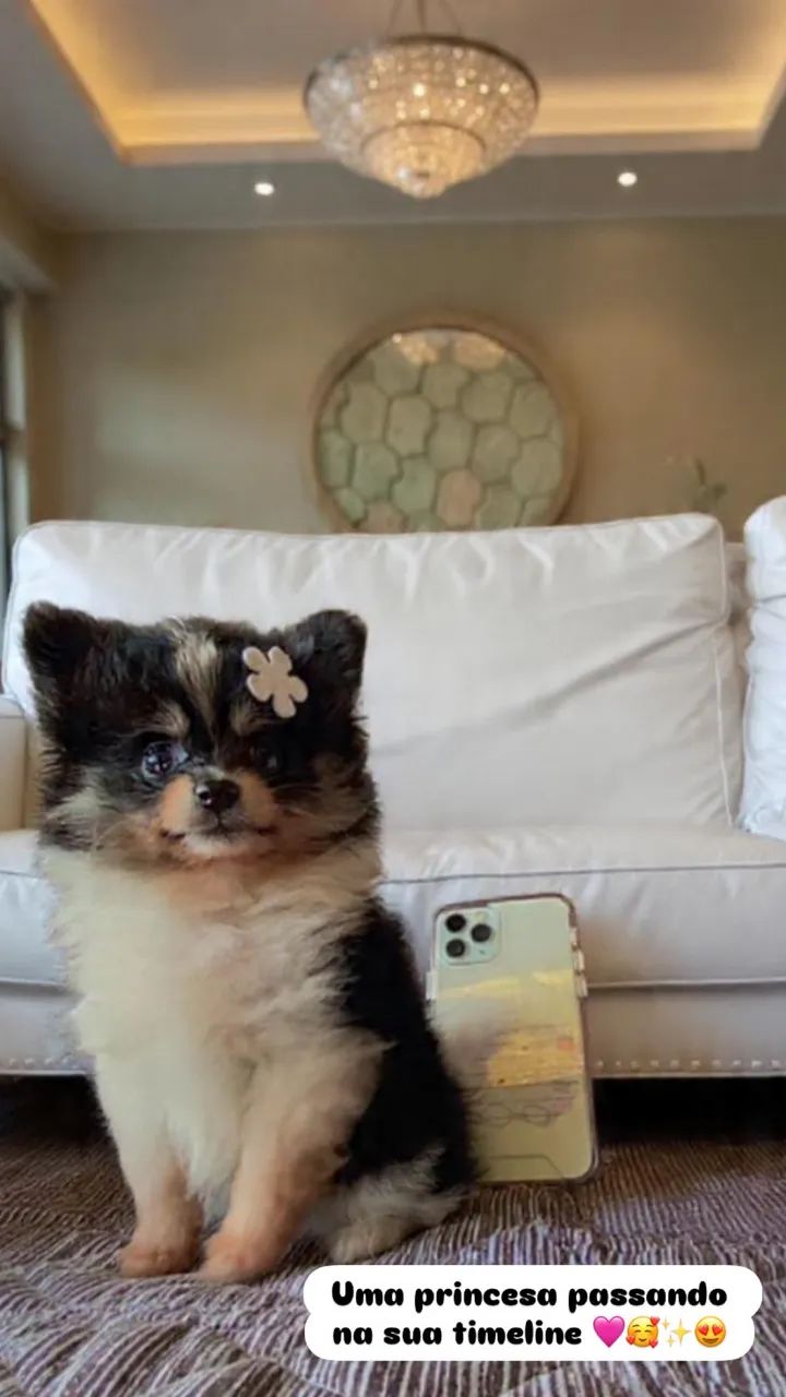 Lulu da Pomerania anão