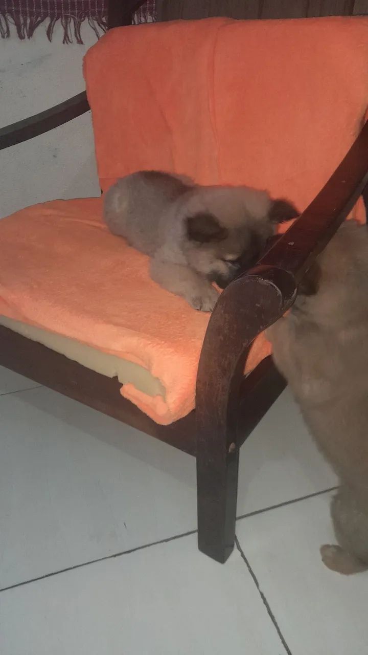 Fêmea de chow chow  - Foto 4