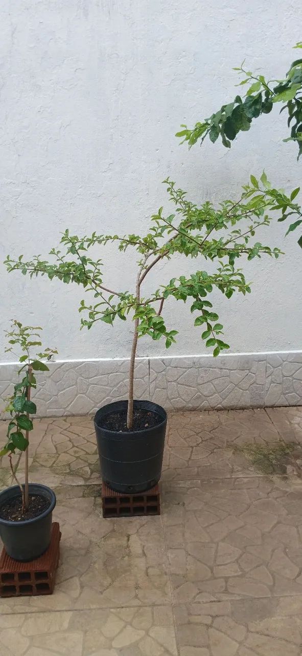 Muda de acerola 