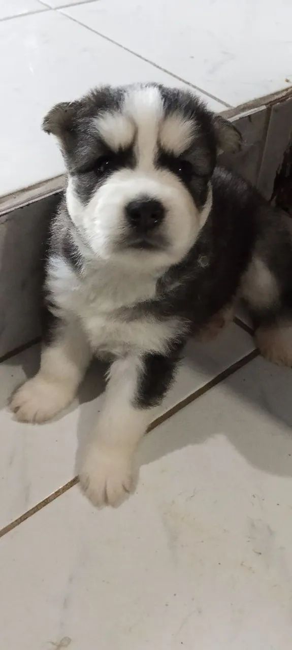 Filhotes de husky  - Foto 3